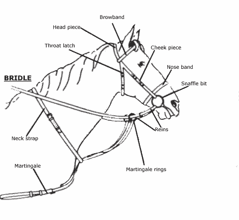 Horse Bridle Drawing at GetDrawings | Free download