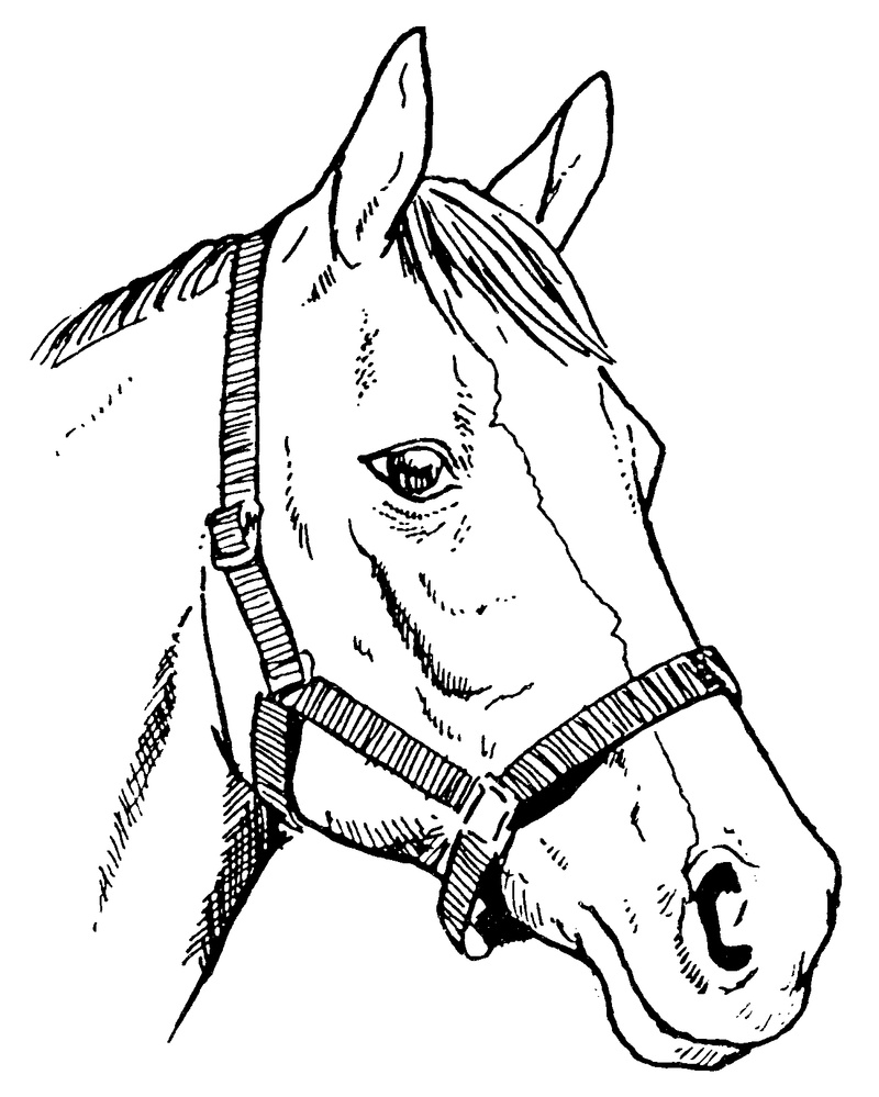 800x999 Horse Line Drawings Clip Art Biddle Horse Head