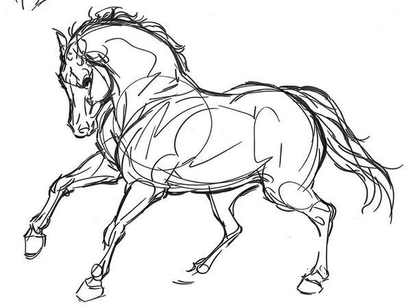 604x445 Pin By Agentlynx97 On Horses Horse Art, Anatomy