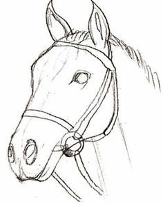 236x295 How To Draw A Realistic Horse Head How To Draw A Horse Head