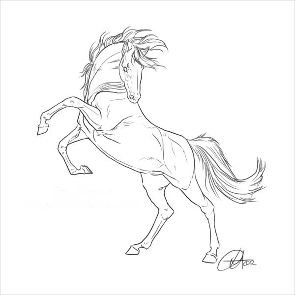 600x600 Horse Drawings
