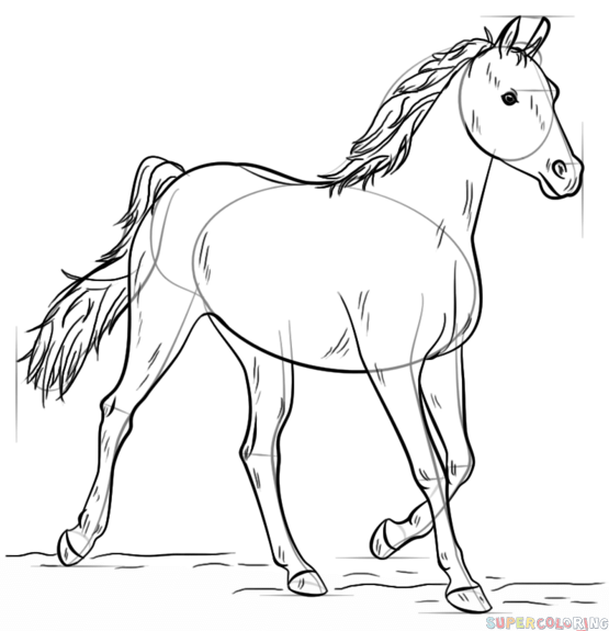 555x575 How To Draw An Arabian Horse Step By Step Drawing Tutorials