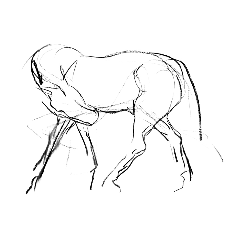 800x800 Diana Hand Evokes The Spirit Of The Horse In Her Drawings.