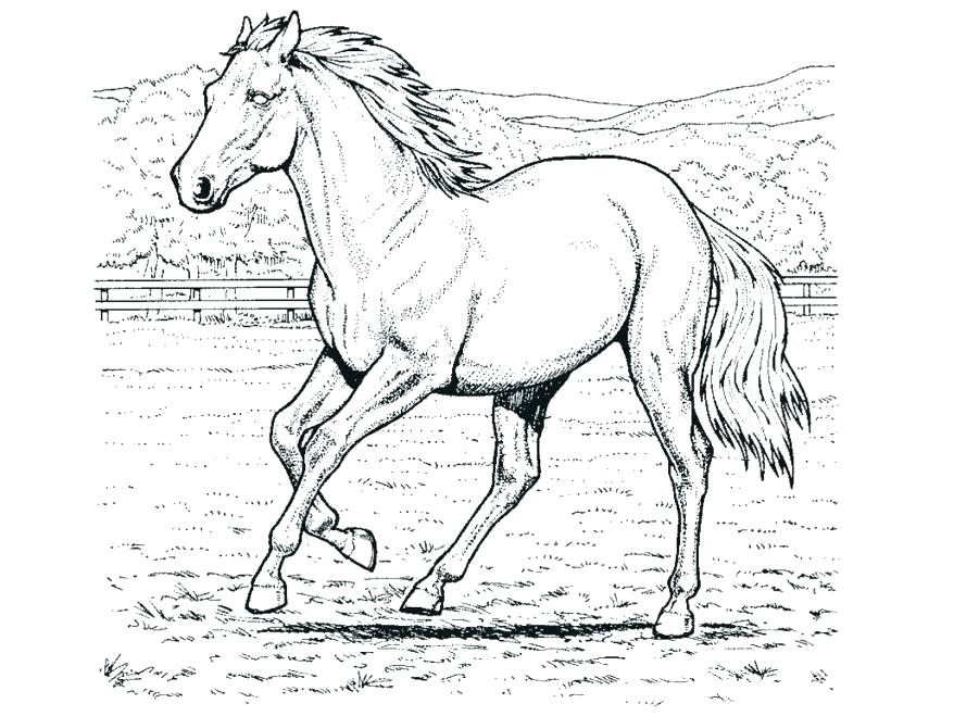878x659 Coloring Horse Coloring Pages Of Baby Horses Coloring Horse