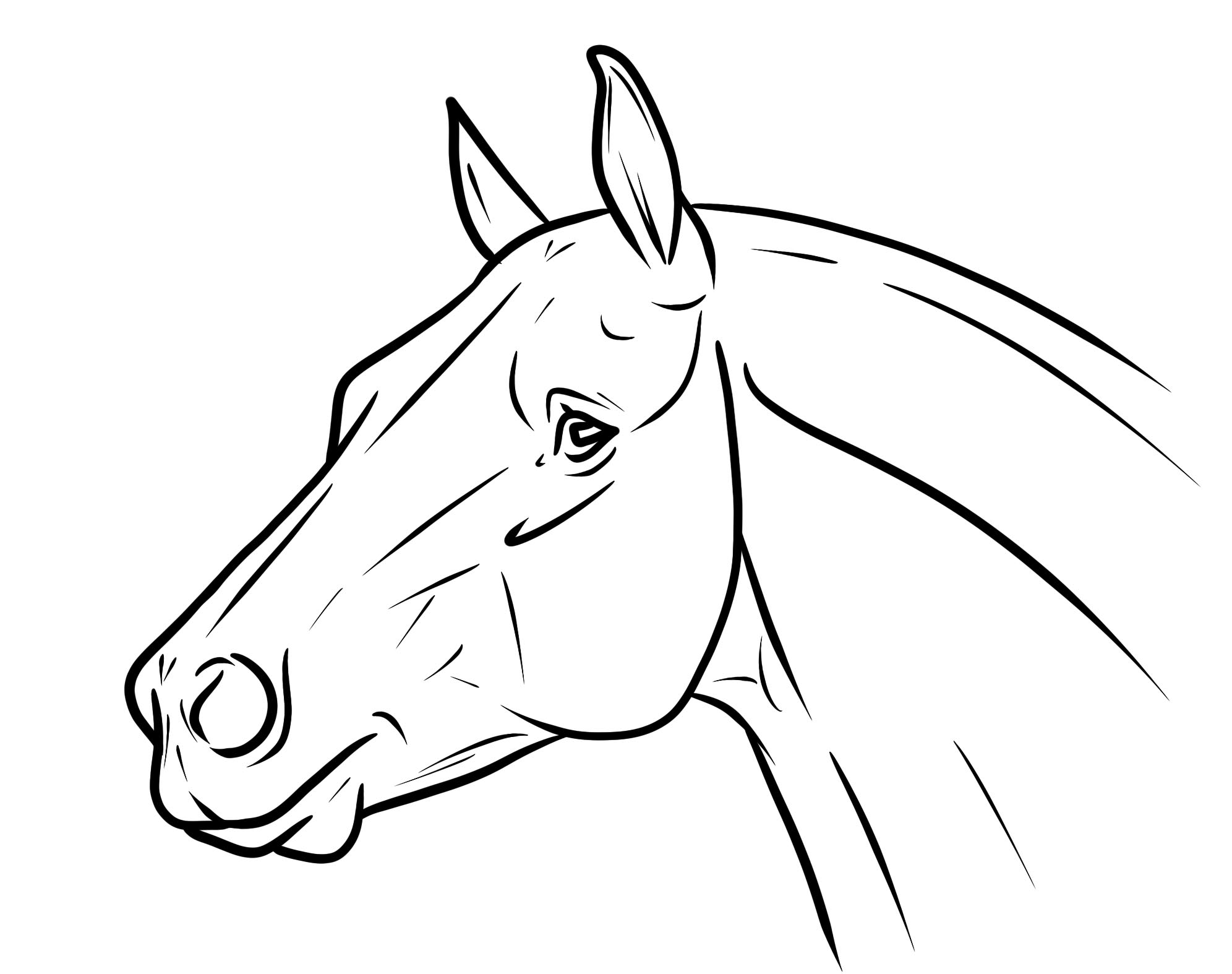 1992x1574 Horse Head Drawing Outline