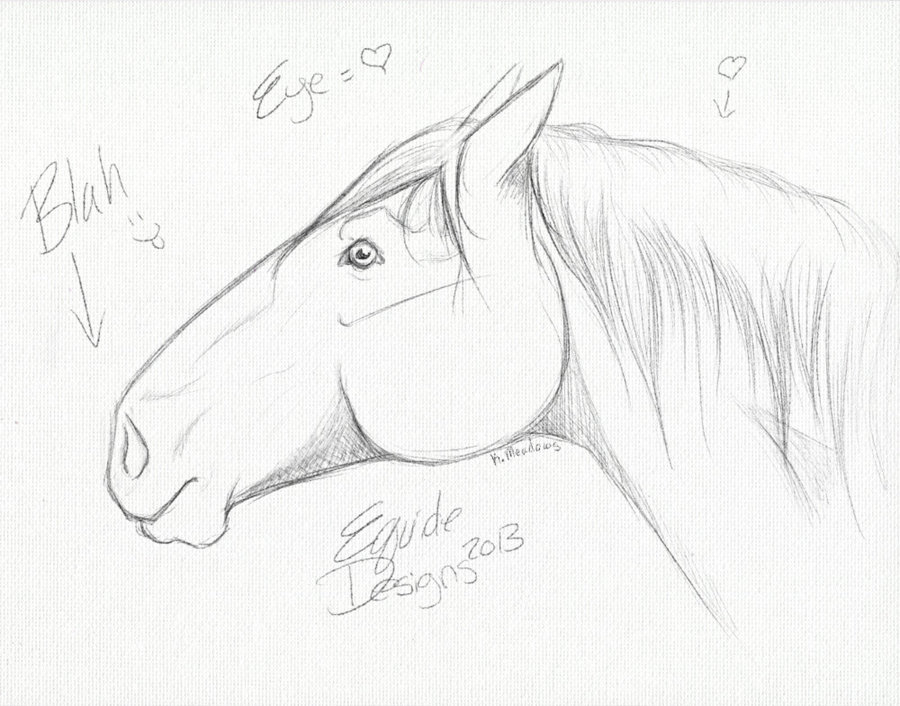 900x706 Horse Head Sketch By Equidedesigns