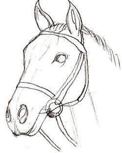 250x313 How To Draw A Realistic Horse Head How To Draw A Horse Head