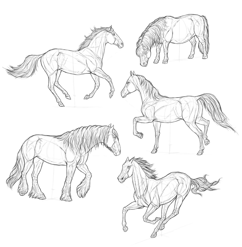 1000x1018 Drawing Pictures Of Horses Horse