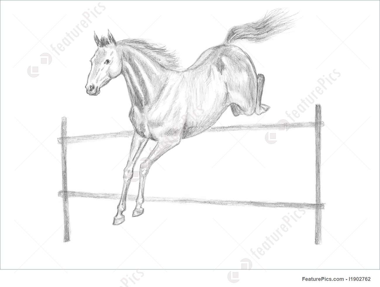 1300x983 Jumping Horse Drawing Picture