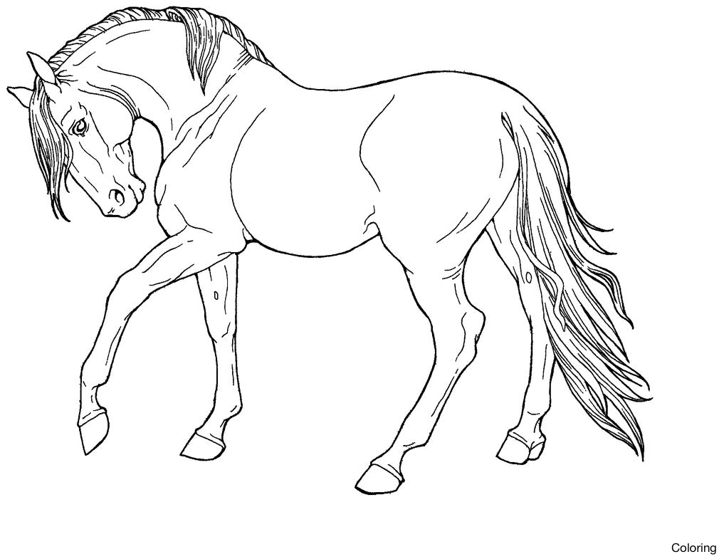 1017x785 Epic Realistic Horse Coloring Pages 45 For Your Kids With Drawing
