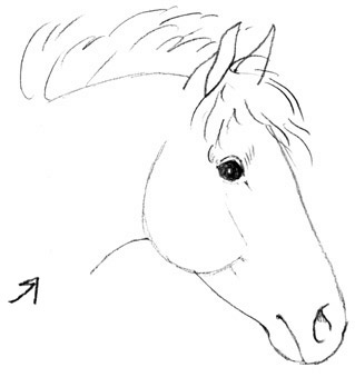 319x339 How To Draw A Horse Head For Kids Free Drawing Instructions