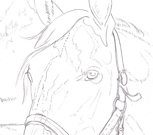 600x530 How To Draw A Horse Using A Grid