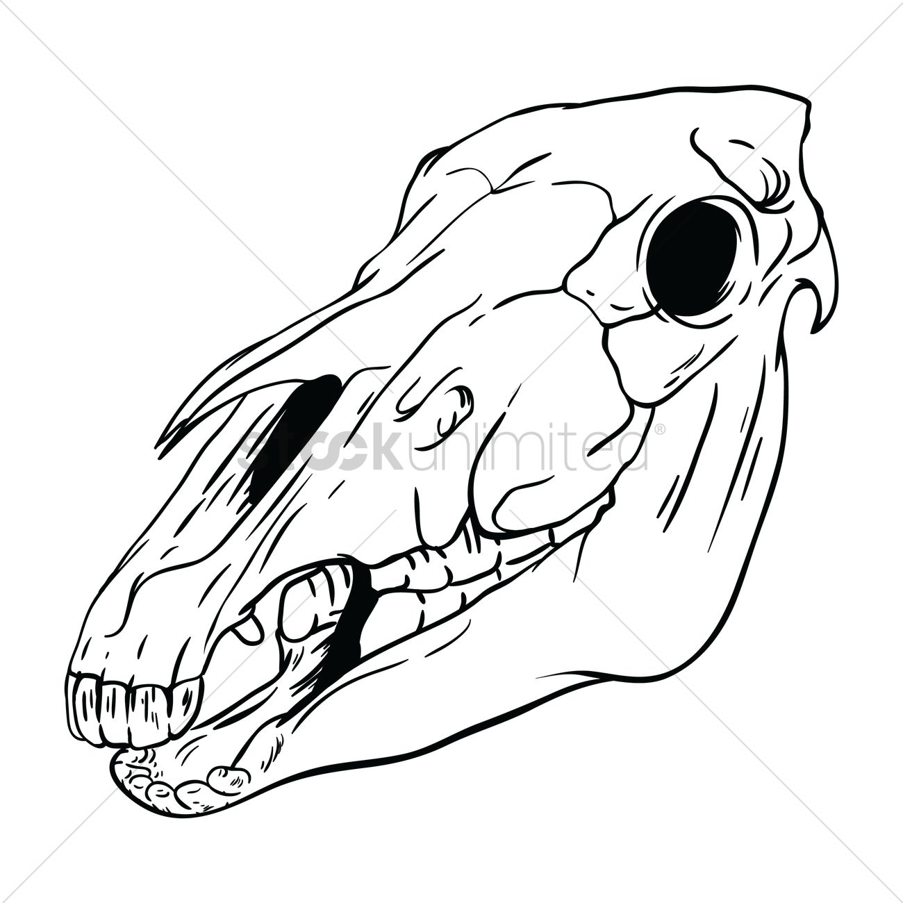 1300x1300 Free Horse Skull Vector Image