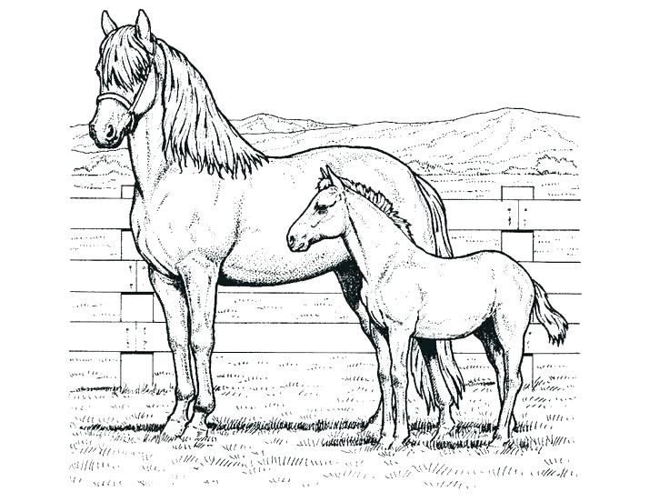 736x552 Horses Printable Coloring Pages Realistic Horse Coloring Pages