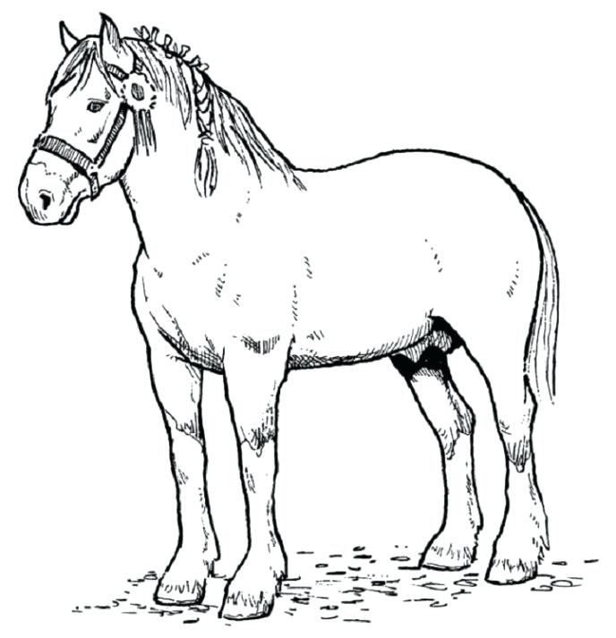688x713 Best Of Horses Coloring Pages Pictures Decorative Pages Horse