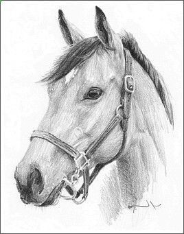 268x341 Drawing Pencil Portraits