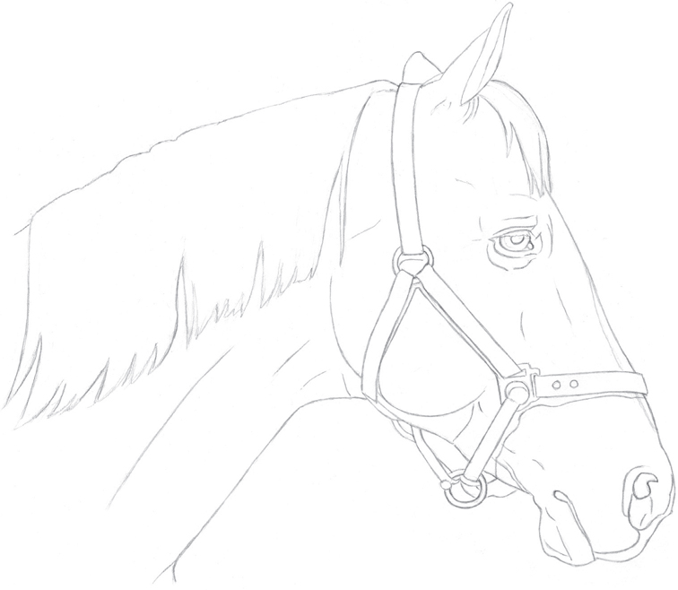 Horse Drawing Steps at GetDrawings | Free download