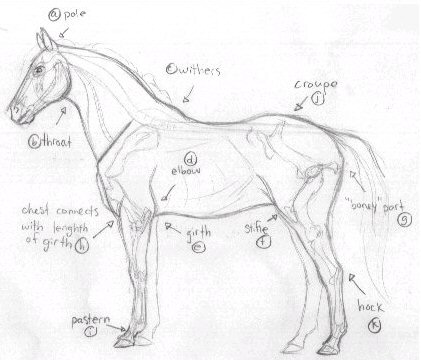 421x360 If You Have Never Drawn A Horse Before I Suggest Drawing Part One