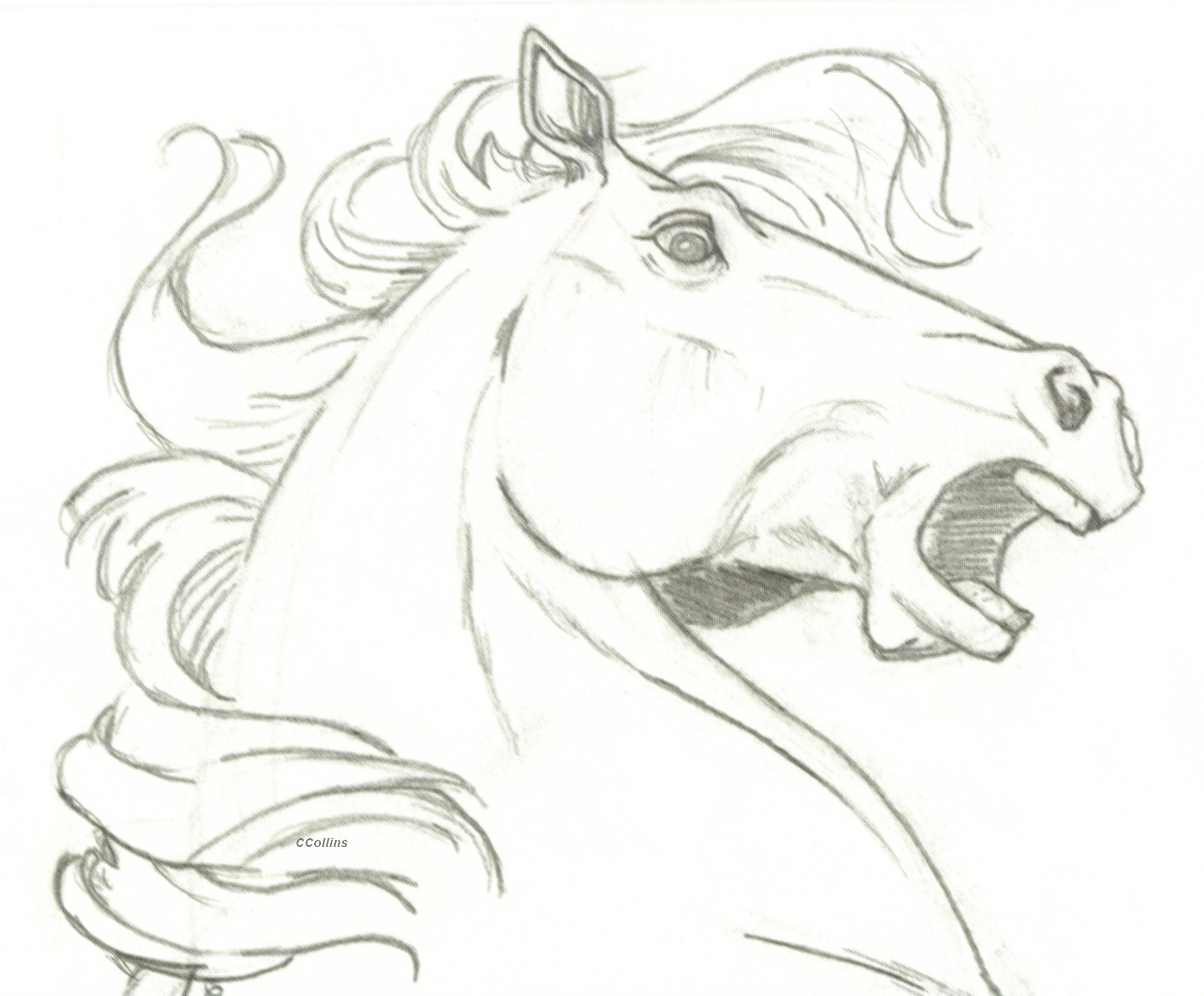 1852x1532 How To Draw A Horse Face