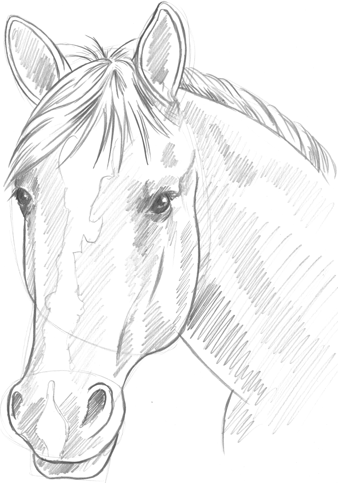 Horse Figure Drawing at GetDrawings | Free download