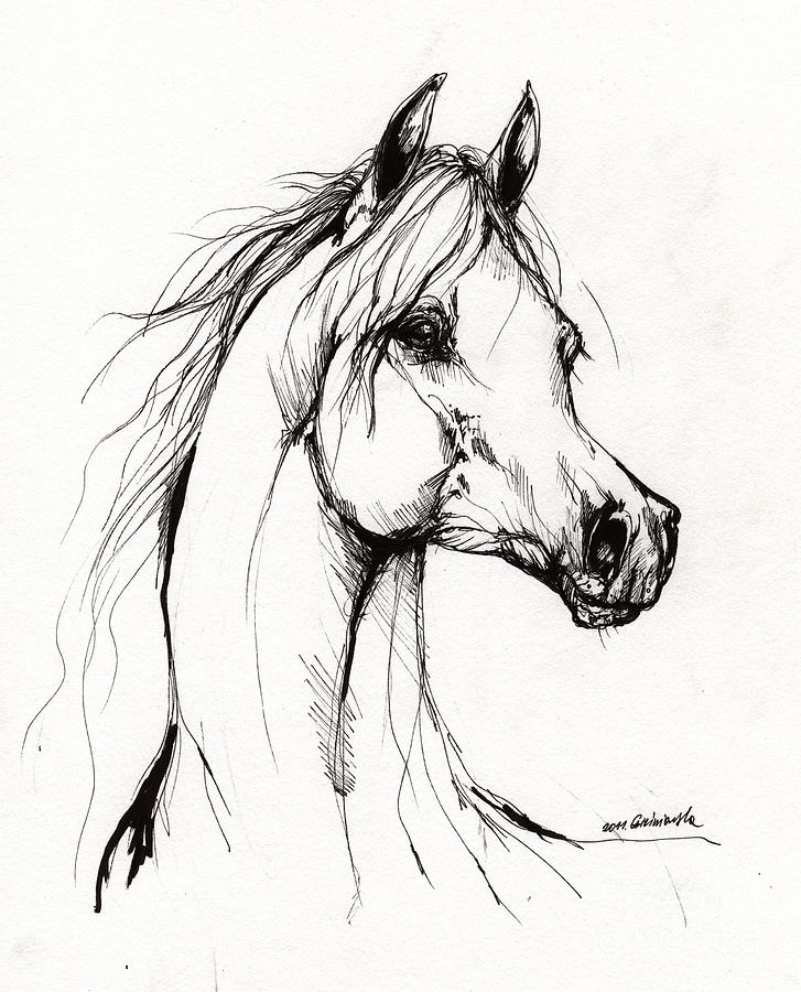 727x900 Arabian Horse Drawing 38 Drawing By Angel Ciesniarska