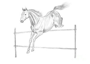 300x213 Horse Gallop Drawings