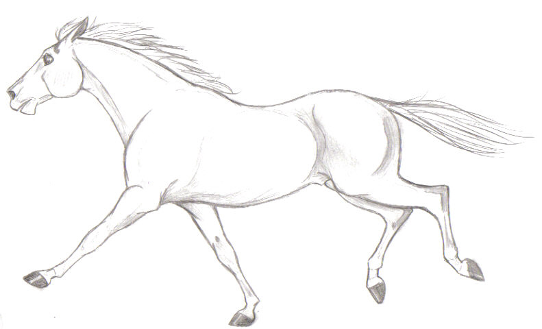 791x480 Galloping Horse By Pookyhorse