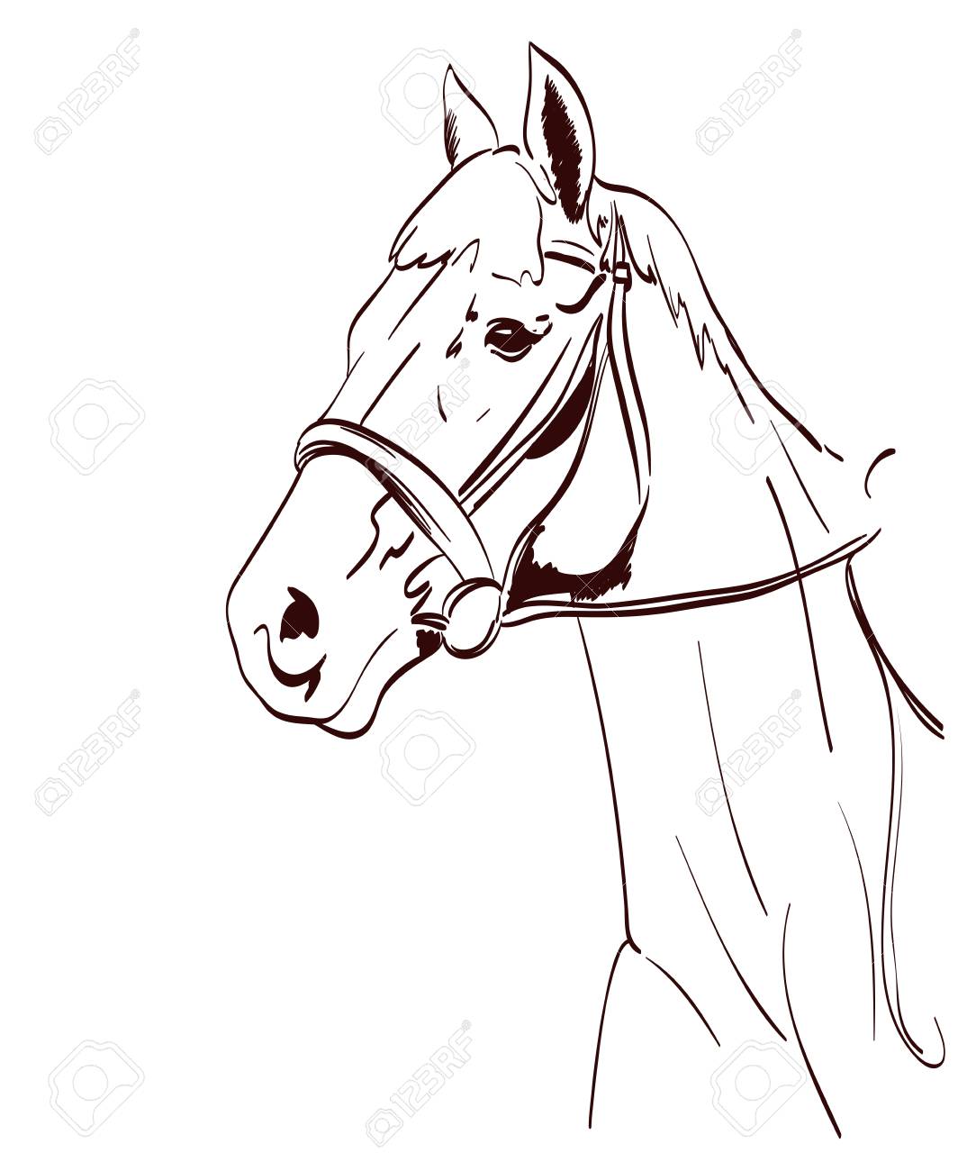 1084x1300 Horse Head Vector Illustration In Line Art Style. Equestrian