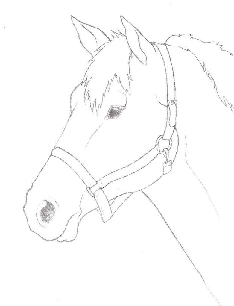 782x1022 Pencil Horse Head Outline By Night2732