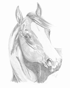 239x300 Horse Head Drawing Drawings