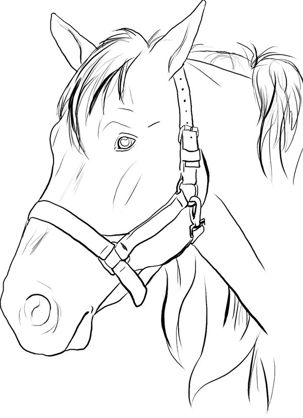 600x827 Horse Head Lines By Darkphoenixdragon17