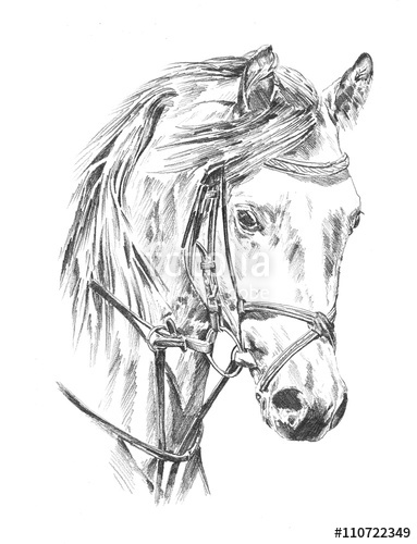 Horse Head Drawing Pictures at GetDrawings | Free download