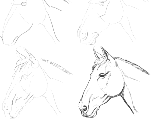 Horse Head Drawing Step By Step at GetDrawings