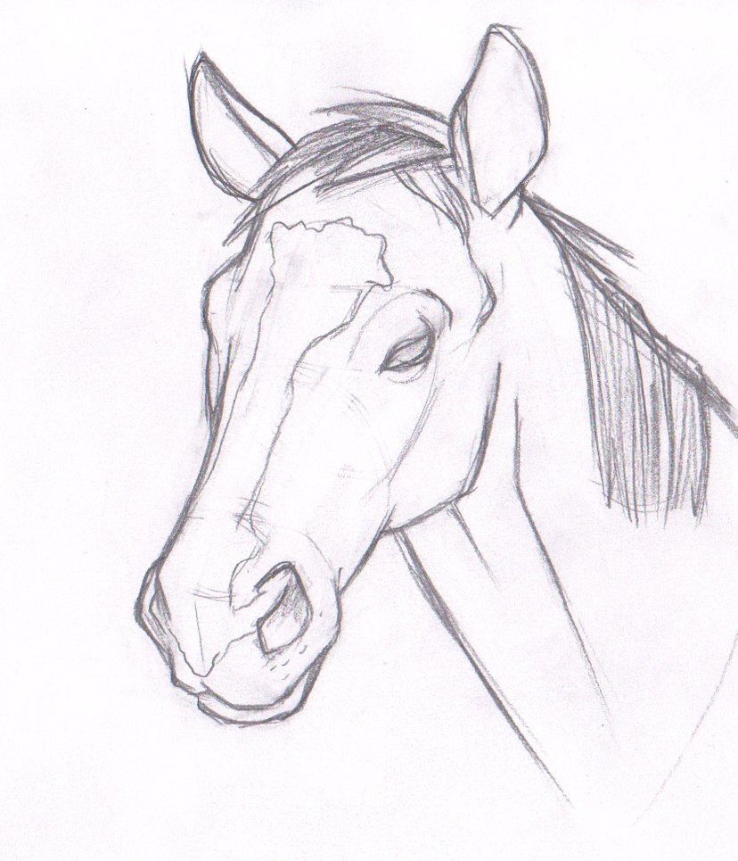 828x965 Drawing Of A Horse Head Simple Horse Head Drawing