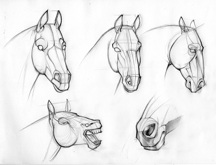 700x534 Horse Head Drawing Tutorial 2531523