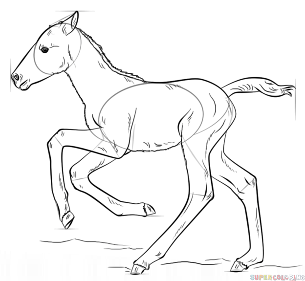 624x575 How To Draw A Foal Step By Step Drawing Tutorials