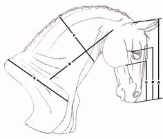 236x201 Horse Drawing Tutorial Horse Eye