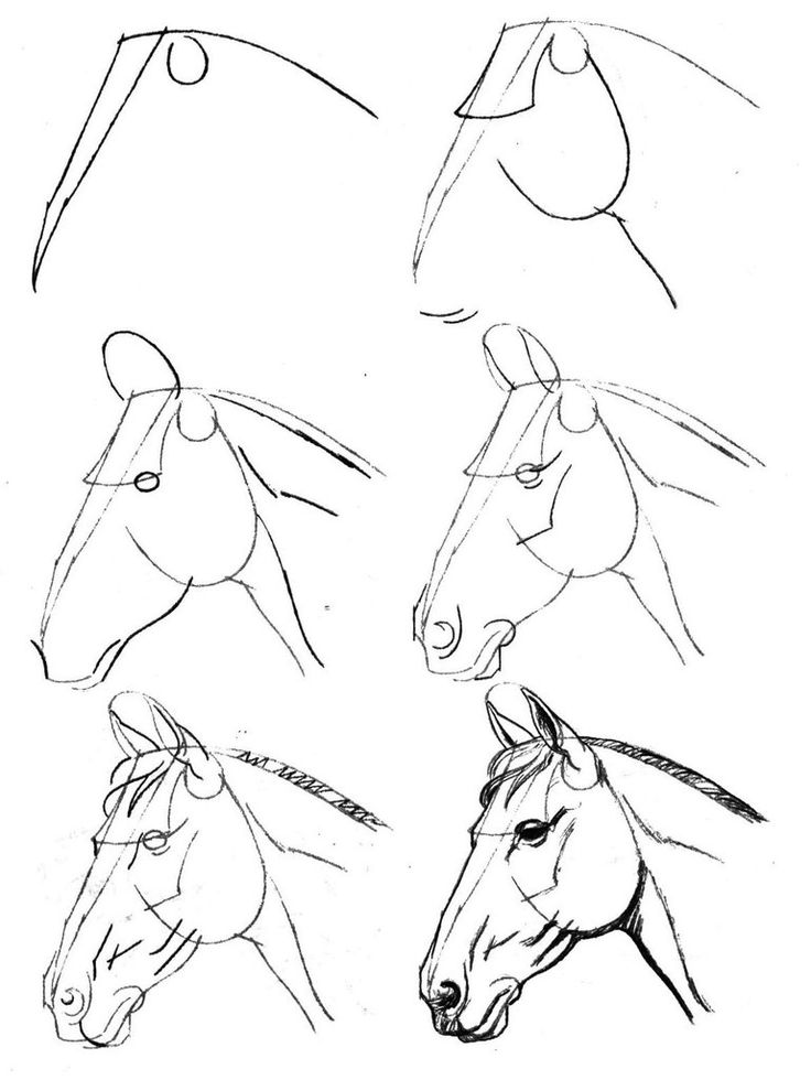 736x980 Horse Head Animals Drawing Tutorials Horse Head