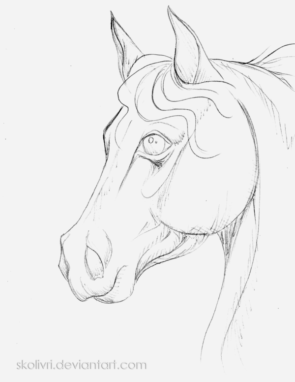 600x776 Horse Head Sketch By Skolivri