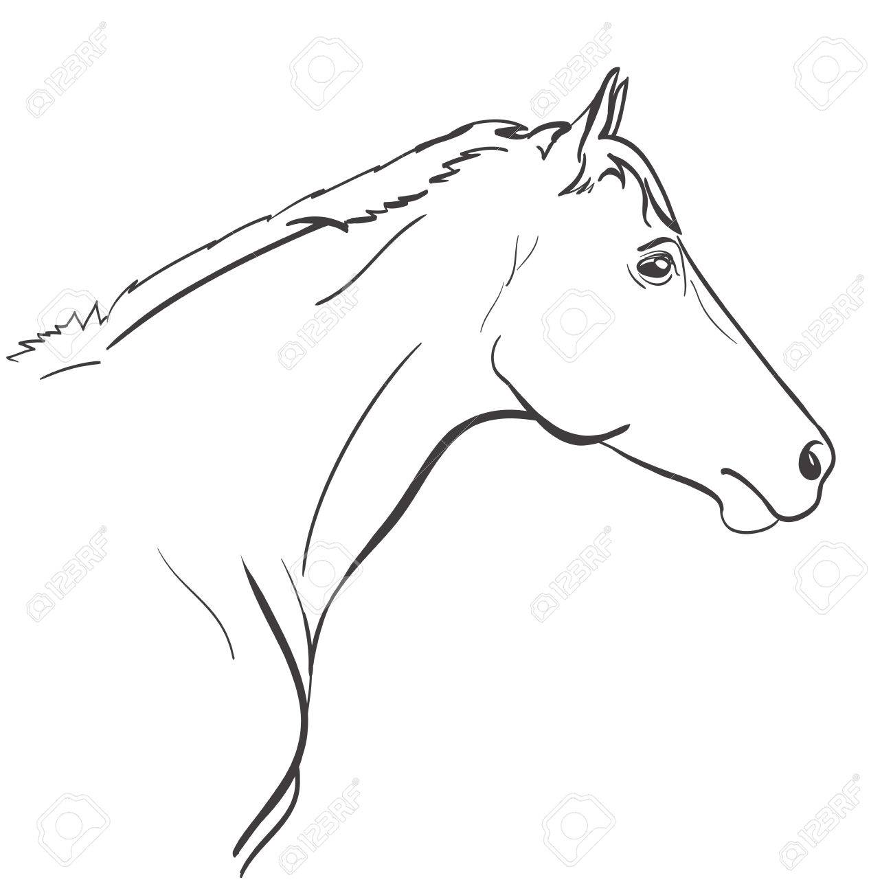 1300x1300 Horse Head Line Art Hand Drawn Illustration. Vector Royalty Free