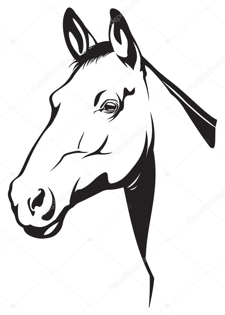 731x1023 Horse Head Drawing Stock Photos, Royalty Free Horse Head Drawing