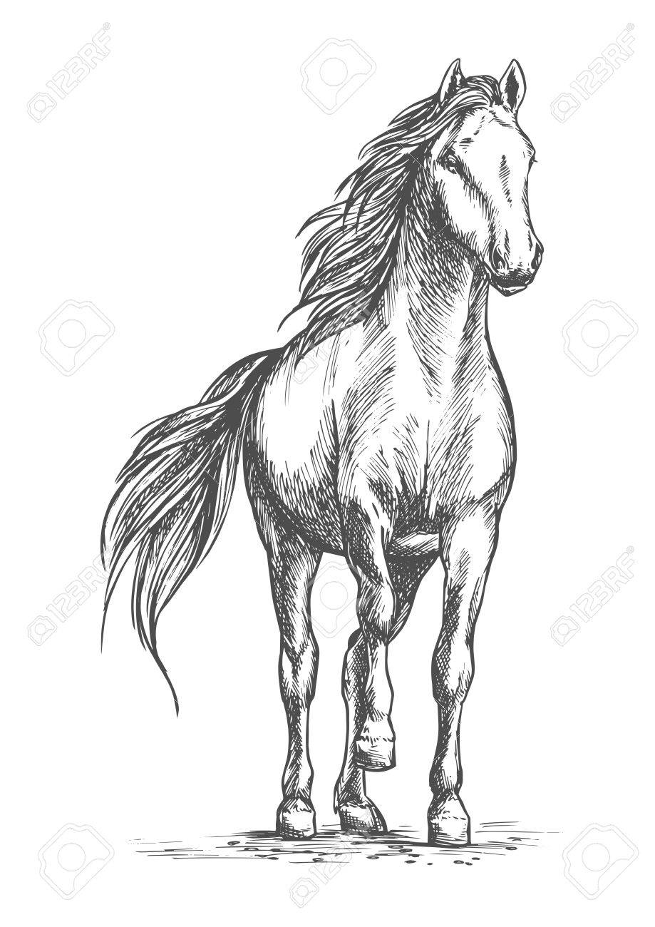 919x1300 Sketched Vector Portrait Of Horse. White Mare Horse Pacing