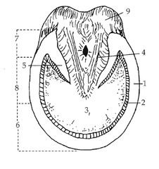 226x240 7 Best Horse Anatomy Images On Horse Anatomy, Horses