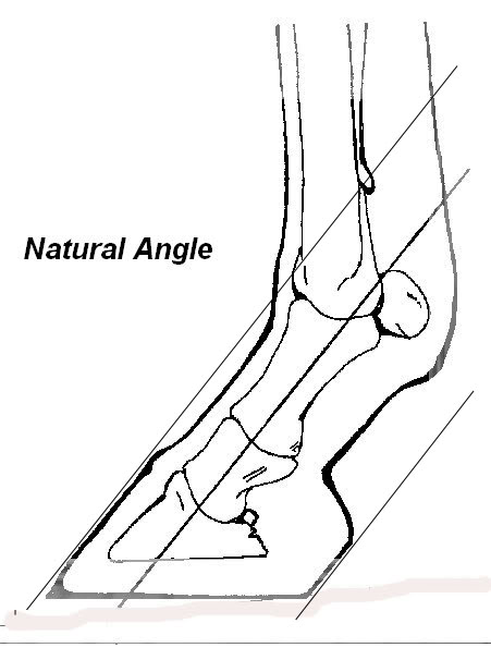 451x606 Hoof Angle .