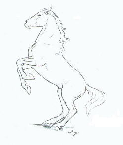 248x292 Drawing Horses