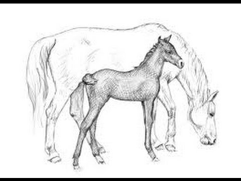 480x360 How To Draw A Running Horse