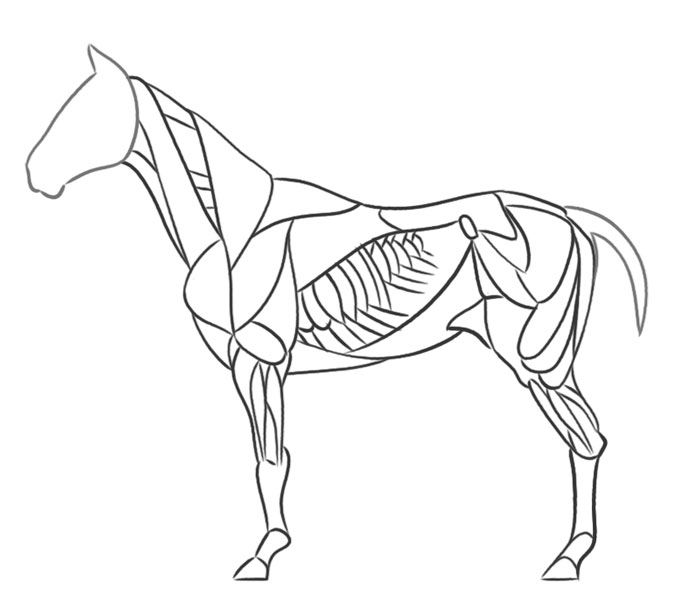 700x615 5 Tips To Draw A Horse More Easily