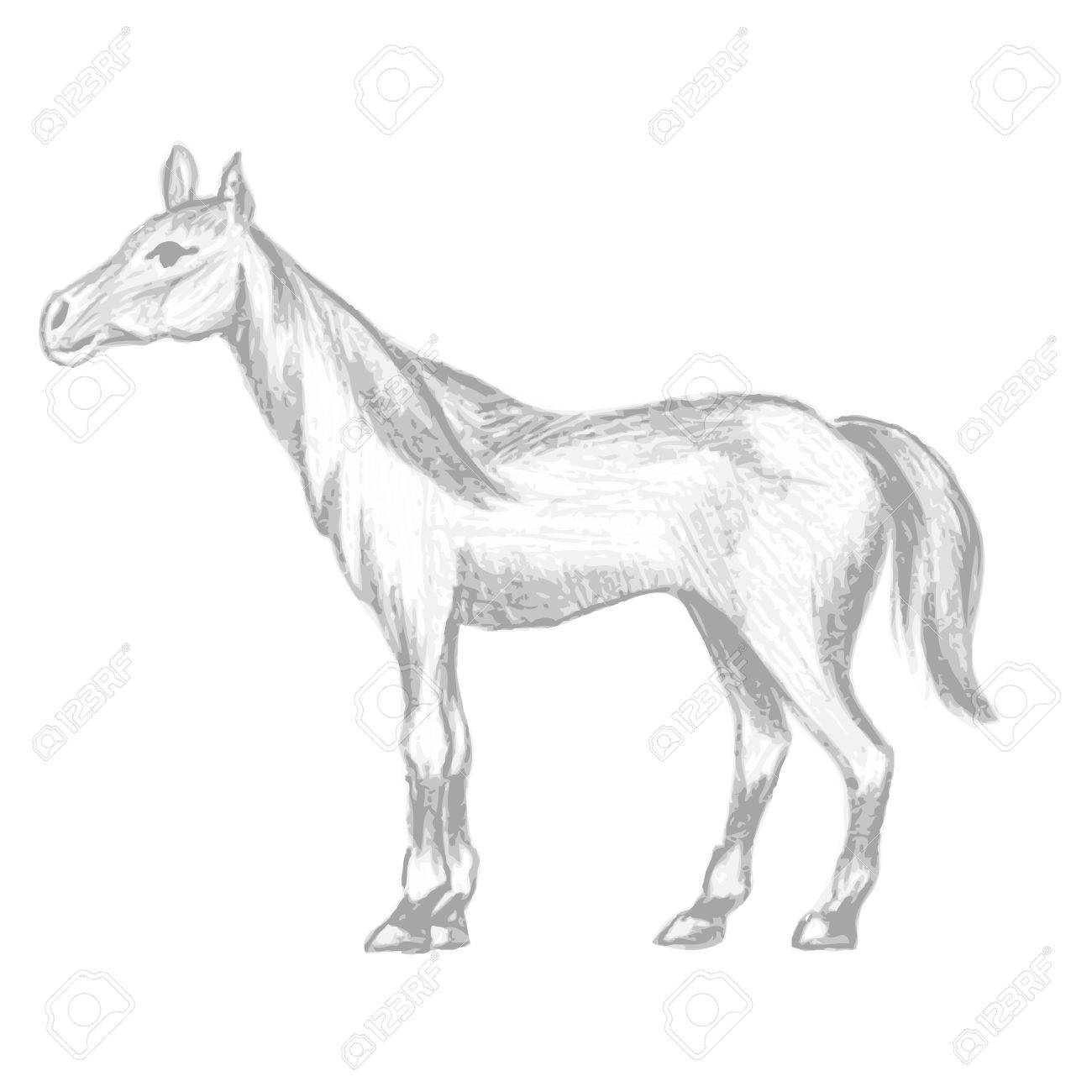 1300x1300 Hand Drawn Horse, Pencil Drawing Of Mare With Long Mane And Tail