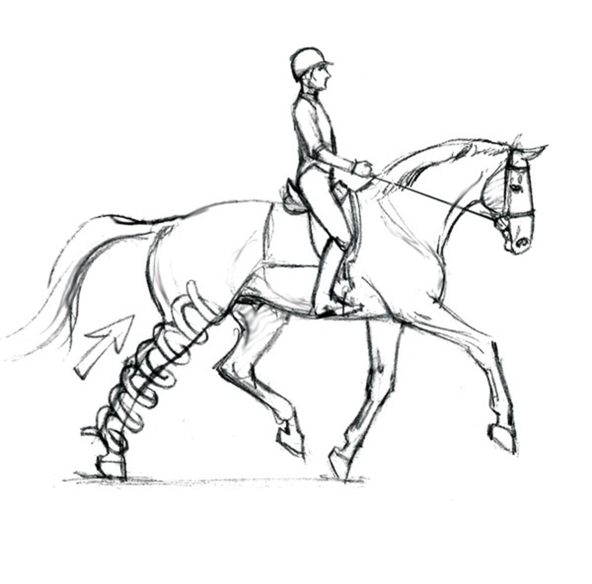 1200x1184 Optimizing Your Dressage Horse's Soundness From The Saddle