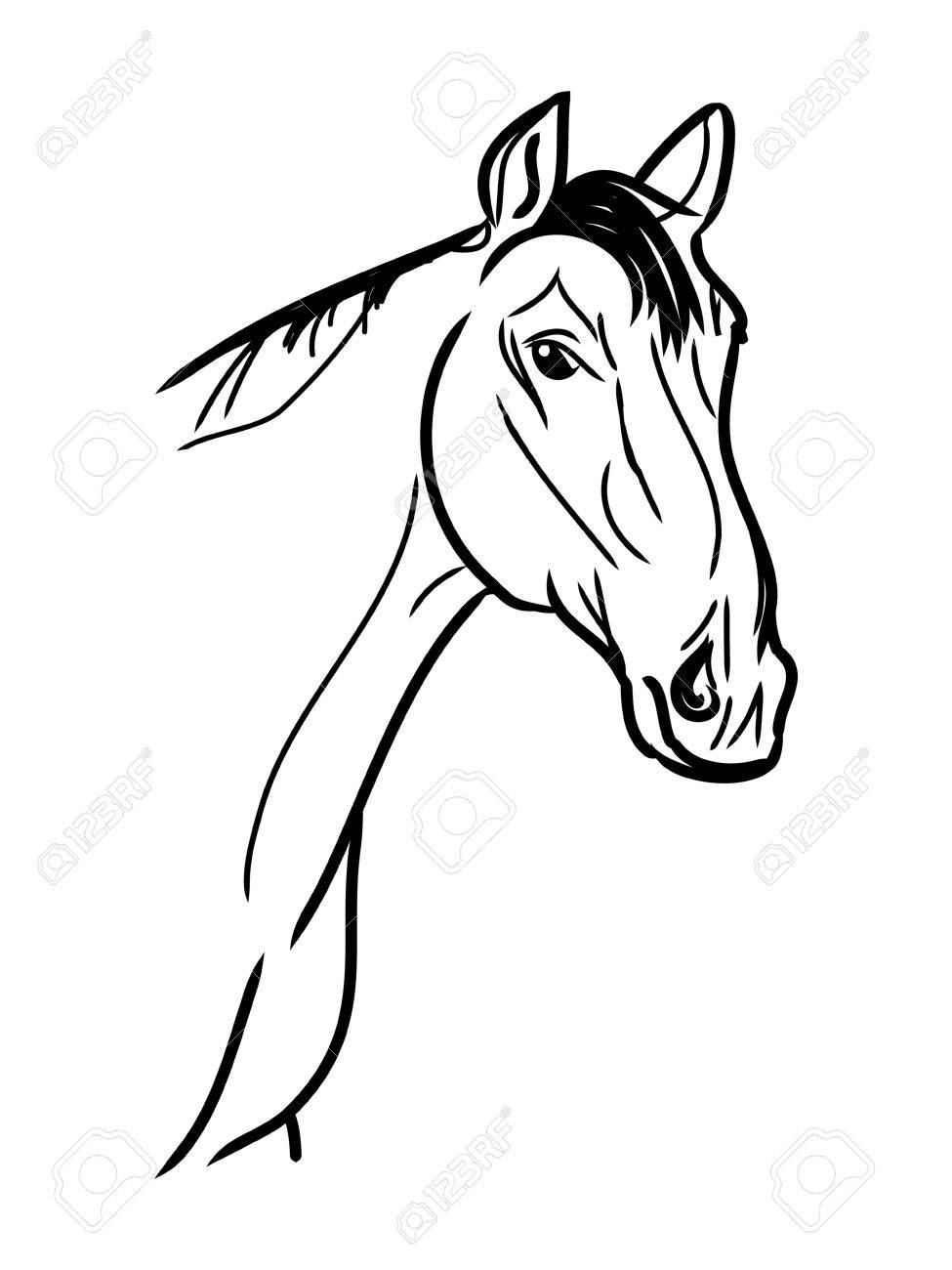 975x1300 Arabian Horse, Horse (Arab, Head). Drawing By Hand. Royalty Free